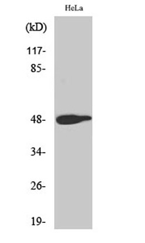 AP-1 (phospho Thr239) rabbit pAb Antibody