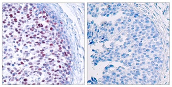 AP-1 (phospho Thr239) rabbit pAb Antibody