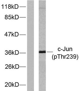 AP-1 (phospho Thr239) rabbit pAb Antibody