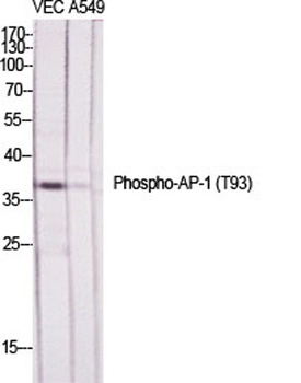 AP-1 (phospho Thr93) rabbit pAb Antibody