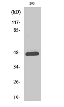 AP-1 (phospho Thr93) rabbit pAb Antibody