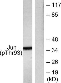 AP-1 (phospho Thr93) rabbit pAb Antibody