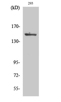 ASK 1 (phospho Ser966) rabbit pAb Antibody