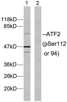 ATF-2 (phospho Ser112) rabbit pAb Antibody