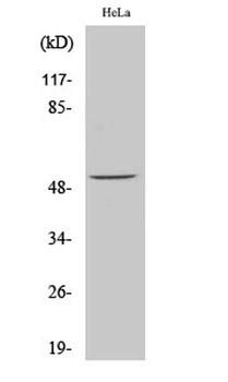 ATF-2 (phospho Ser62) rabbit pAb Antibody