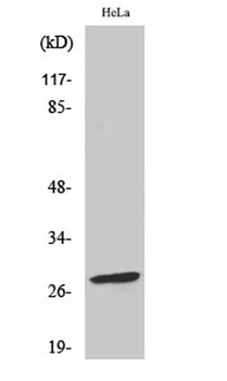 Bcl-2 (phospho Ser70) rabbit pAb Antibody