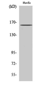 Bcr (phospho Tyr177) rabbit pAb Antibody