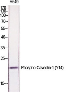 Caveolin-1 (phospho Tyr14) rabbit pAb Antibody