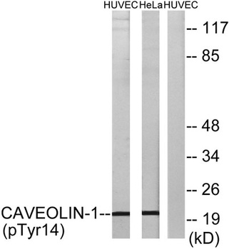 Caveolin-1 (phospho Tyr14) rabbit pAb Antibody