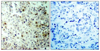 Cdc2 (phospho Thr161) rabbit pAb