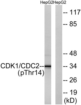 Cdk1/2/3 (phospho Thr14) rabbit pAb