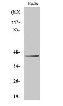 Connexin 43 (phospho Ser368) rabbit pAb Antibody