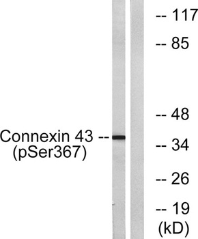 Connexin 43 (phospho Ser368) rabbit pAb Antibody