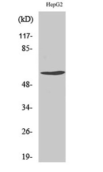 Cyclin B1 (phospho Ser126) rabbit pAb Antibody