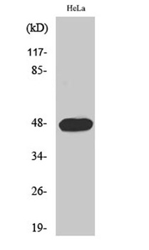 Cyclin E1 (phospho Thr395) rabbit pAb Antibody