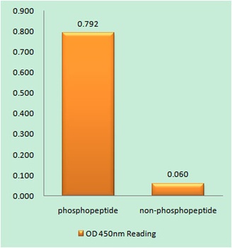 Cyclin E1 (phospho Thr395) rabbit pAb Antibody