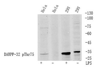 DARPP-32 (phospho Thr75) rabbit pAb Antibody