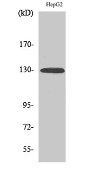 EphA2 (phospho Tyr588) rabbit pAb Antibody
