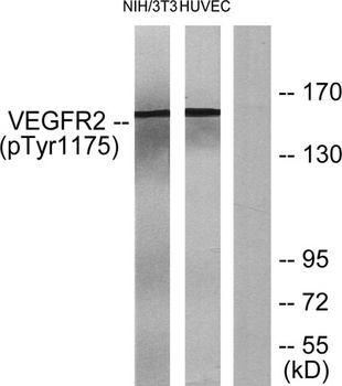 Flk-1/VEGFR2 (phospho Tyr1175) rabbit pAb Antibody