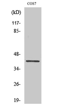 GATA-1 (phospho Ser310) rabbit pAb Antibody