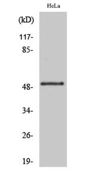 GSK3α (phospho Ser21) rabbit pAb Antibody
