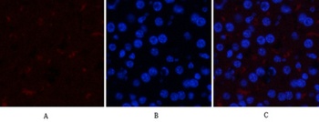 GSK3α/β (phospho Tyr279/216) rabbit pAb Antibody