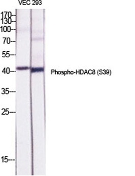 HDAC8 (phospho Ser39) rabbit pAb Antibody