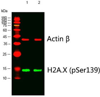 Histone H2A.X (phospho Ser139) rabbit pAb Antibody