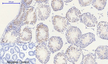 Histone H2A.X (phospho Ser139) rabbit pAb Antibody