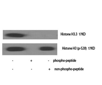 Histone H3 (phospho Ser28) rabbit pAb Antibody