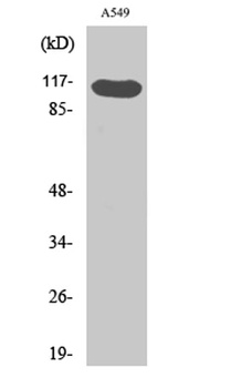 Hrs (phospho Tyr216) rabbit pAb Antibody