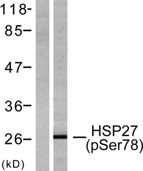 HSP27 (phospho Ser78) rabbit pAb