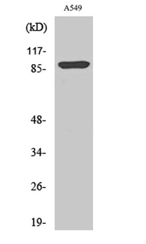 ICAM-1 (phospho Tyr512) rabbit pAb Antibody