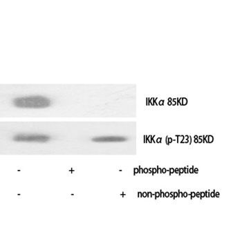 IKKα (phospho Thr23) rabbit pAb Antibody