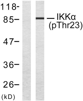 IKKα (phospho Thr23) rabbit pAb Antibody