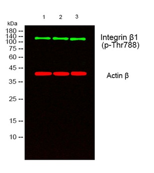 Integrin β1 (phospho Thr788) rabbit pAb Antibody