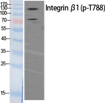 Integrin β1 (phospho Thr788) rabbit pAb Antibody