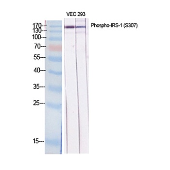 IRS-1 (phospho Ser307) rabbit pAb Antibody