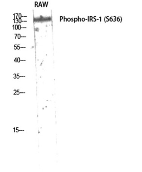 IRS-1 (phospho Ser636) rabbit pAb Antibody