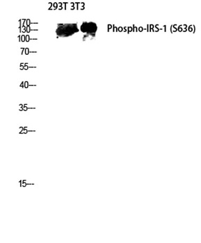 IRS-1 (phospho Ser636) rabbit pAb Antibody