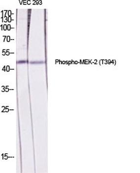 MEK-2 (phospho Thr394) rabbit pAb Antibody