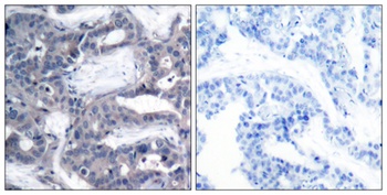 MEK-2 (phospho Thr394) rabbit pAb Antibody