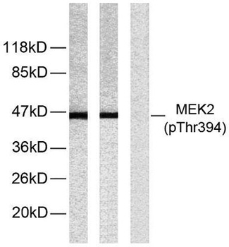 MEK-2 (phospho Thr394) rabbit pAb Antibody