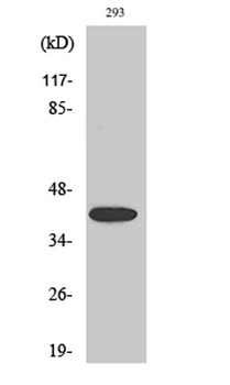 MEK-4 (phospho Ser80) rabbit pAb Antibody
