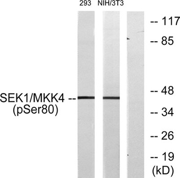MEK-4 (phospho Ser80) rabbit pAb Antibody