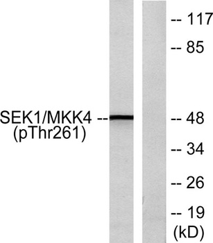 MEK-4 (phospho Thr261) rabbit pAb Antibody