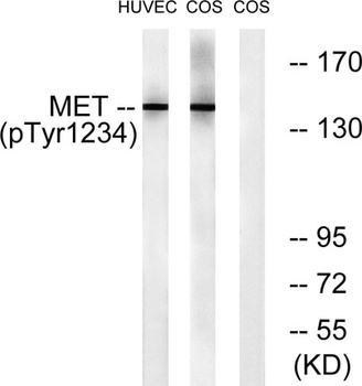 Met (phospho Tyr1234) rabbit pAb Antibody