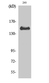 Met (phospho Tyr1349) rabbit pAb Antibody