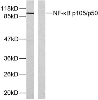 NFκB-p105 (phospho Ser893) rabbit pAb Antibody
