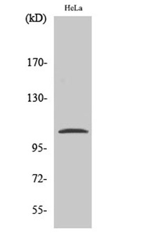NFκB-p105 (phospho Ser932) rabbit pAb Antibody